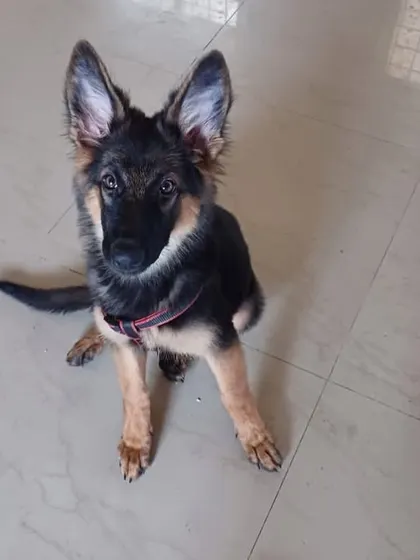 A portrait of Stella, the adopted GSD pup. We require a personal trainer to be hired for puppies if the family is new to the breed.