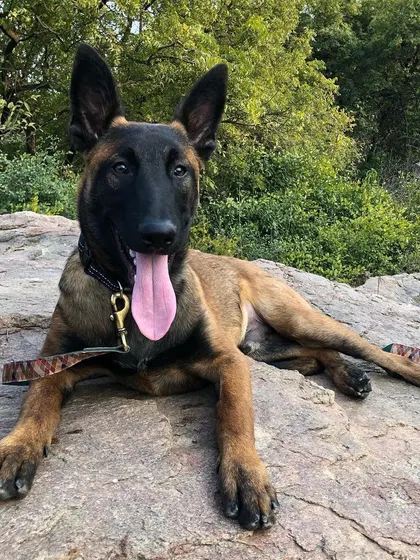 This is Jax when he first joined our family. I started as his foster parent and quickly became his permanent one. The journey with him has been a rollercoaster and a huge learning experience.