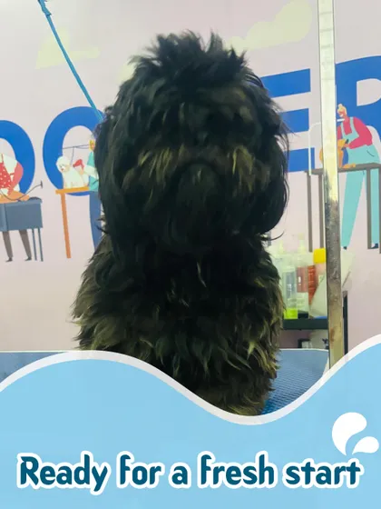 Here's the "before" shot of a pup ready for a fresh start. Their coat was a bit overgrown and ready for some love. We see the potential for a pampered pup underneath all that fluff!