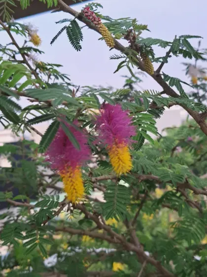 A close-up of the fluffy pink and yellow Shami flower.