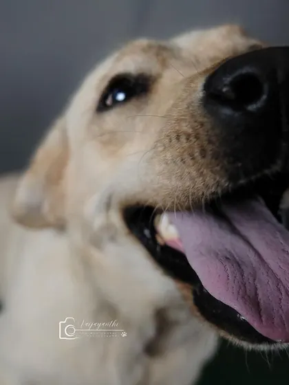 A close-up, wide-angle shot of a happy lab, full of energy and personality.