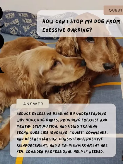 To reduce excessive barking, it's important to understand the cause. Providing exercise, mental stimulation, and consistent "quiet" training can make a big difference.