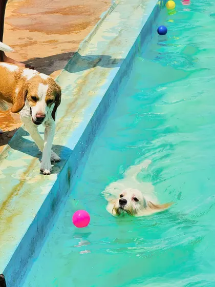 A Beagle curiously watches a Golden Retriever swim past. The pool area is a great spot for dogs to observe and learn from each other.