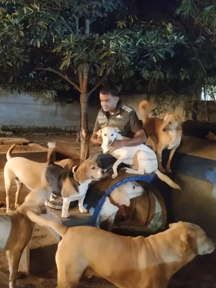 A third shot of my evening with the dogs. The pack is calm and content.