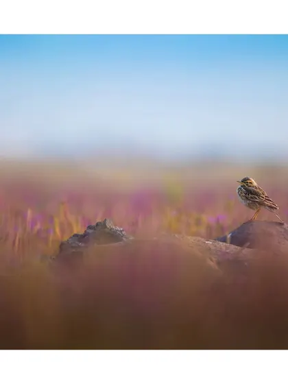 A small bird sits on a rock in a field of purple flowers under a clear blue sky. The colors and composition create a serene and picturesque scene from Maharashtra.