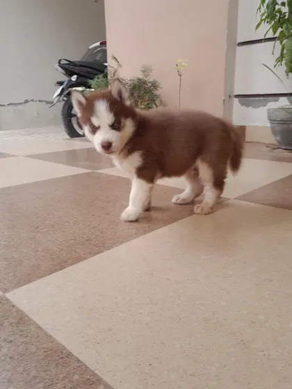 The red male Siberian Husky puppy standing on his own, showing his sturdy body and alert posture. He is already exploring his world with confidence.