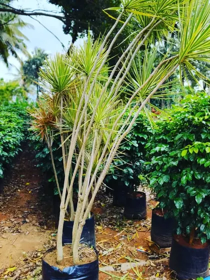 Another view of the tall, elegant Dracaena plants I have available. They are low-maintenance and perfect for adding structure to a garden plan.