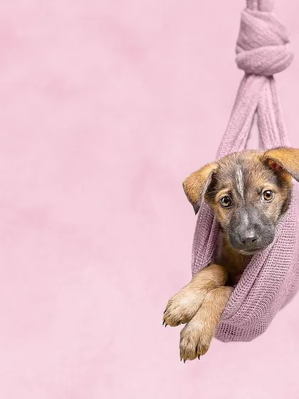 An indie puppy in a pink sling was our September model. This classic newborn pose, adapted for a puppy, creates an image that is both heartwarming and impactful for the shelter's campaign.