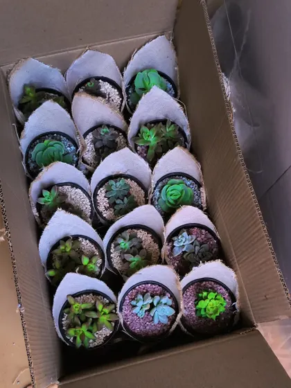 A box of happiness on its way. This delivery contains multiple small succulent arrangements, each one unique, perfect for employee appreciation gifts or event giveaways.