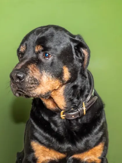 A pensive, profile shot of Jag. The simple background allows his strong features and gentle eyes to take center stage.