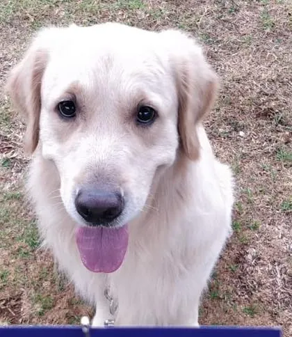 A happy face from one of our Golden Retriever champions.