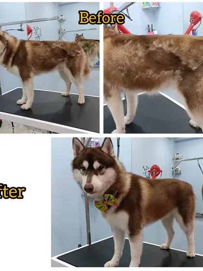 Here is Whiskey the Husky's before and after. On top, you can see the uneven, impacted summer coat, and below is the sleek, healthy result after a thorough de-shedding treatment.