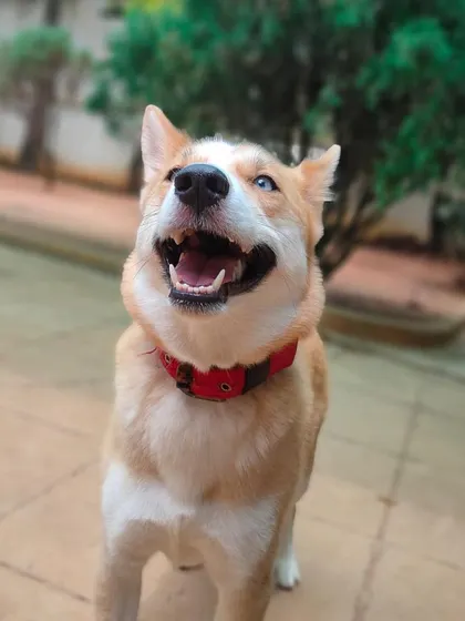 Foxy the Husky is absolutely beaming now that the sun is out. A little sunshine makes for extra happy pups.
