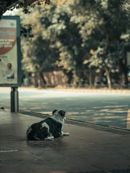 A stray dog waiting patiently at a bus stop. Animals are as much a part of the city's story as the people, and I love capturing their quiet presence.