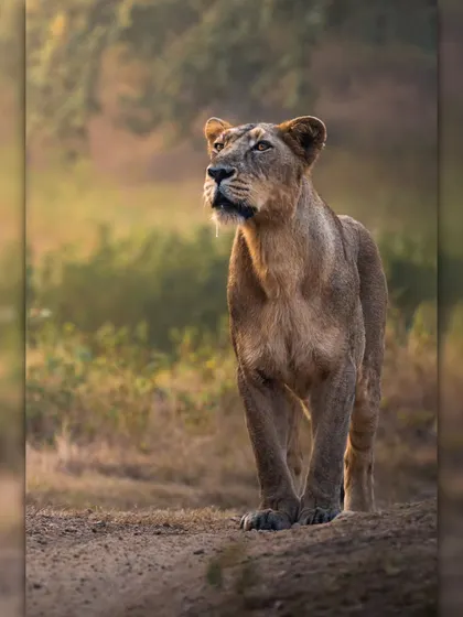 A lioness stands alert, her gaze fixed on the horizon. Her powerful stance and focused expression showcase the protective and watchful nature of the pride's huntress.