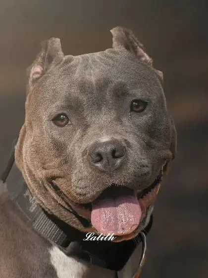 Meet Leo, an American Bully with a gentle soul. This portrait focuses on his calm and friendly expression, showing the soft side of a powerful breed with a beautiful, naturally blurred background.