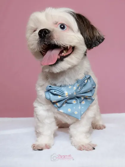 A dapper Shih Tzu named Shirobear, looking handsome with his blue bowtie against a pink background.