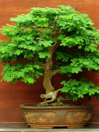 This mature Raintree bonsai is a piece of living art that we have carefully nurtured. It shows the patience and dedication we put into our specialized bonsai collection.