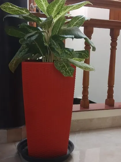 A vibrant Aglaonema, or Chinese Evergreen, in a bright red textured planter. This plant is loved for its colorful foliage and ability to thrive in lower light conditions, making it perfect for brightening up indoor spaces.