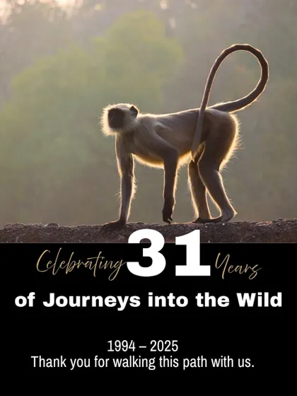 A Gray Langur, our company's spirit animal, featured on our 31st-anniversary post. This image thanks our community for walking the path of conservation with us since 1994.