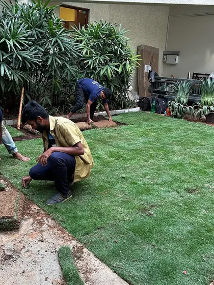 The process of creating a lush green lawn at the Taneira store. My team is seen carefully laying down patches of fresh turf, the first step in transforming the outdoor commercial space.