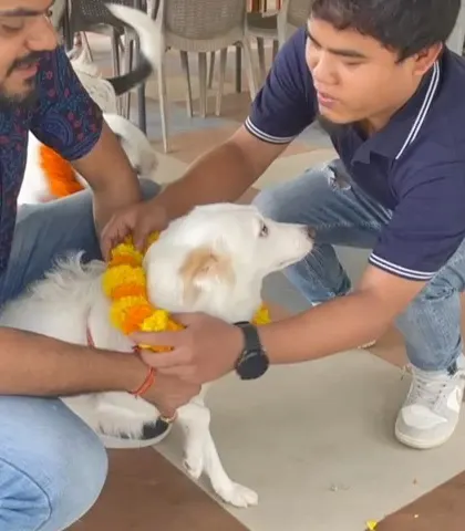 Our staff ensuring every dog feels special during the Kukur Tihar celebration by adorning them with garlands.