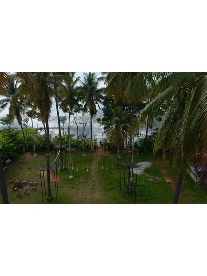 A view of our activity area from a higher vantage point, looking out towards the lake through the palm trees.