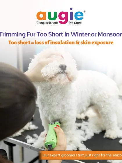 Be careful not to trim fur too short in winter or monsoon. A coat that is too short leads to a loss of natural insulation and can leave your pet's skin exposed and vulnerable.