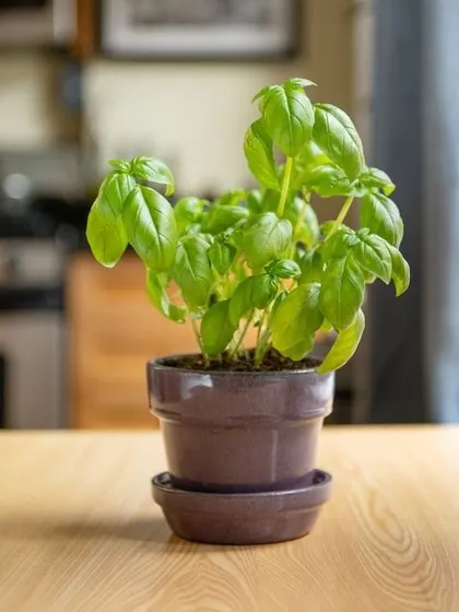 A healthy basil plant thriving indoors on a kitchen counter. I can help you set up a small herb garden so you have fresh ingredients right at your fingertips.