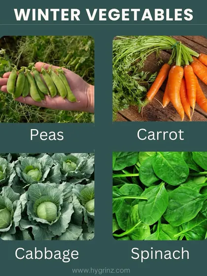 A guide to vegetables you can grow in the winter. Peas, carrots, cabbage, and spinach are all cold-hardy crops perfect for a winter vegetable patch.