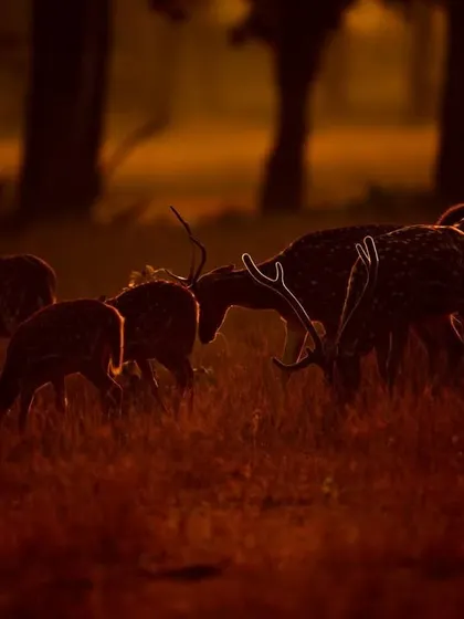 A herd of Spotted Deer grazing in the rich, orange light of dawn in Kanha. The backlighting creates beautiful rim light on the animals, separating them from the background.