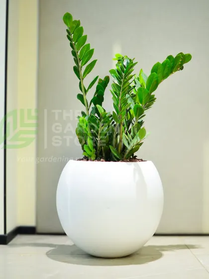 A Zamioculcas Zamiifolia (ZZ) plant in a modern, glossy white spherical planter. It's a perfect low-maintenance choice for busy office environments.