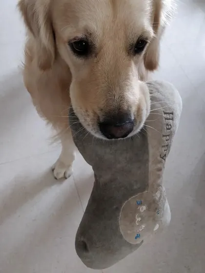 Arlo bringing me his favorite squeaky toy. It's an honor when a dog trusts you with their prized possessions.