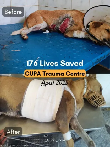 April 2025 was another busy month, with 176 lives saved. This dog's journey from a massive torso wound to a healed body shows the impact of our work.