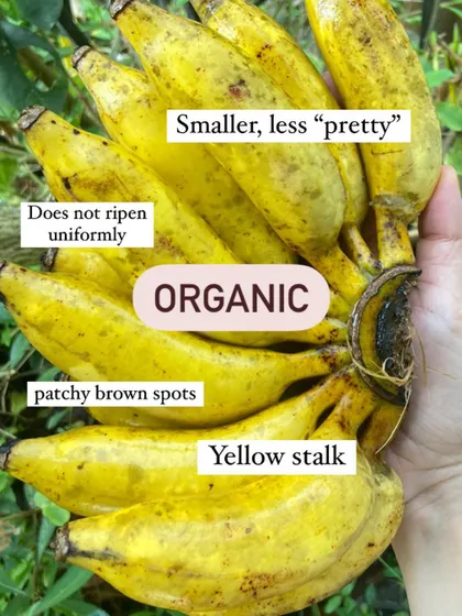 An infographic guide on how to tell if your banana is organic or chemically ripened. Look for a yellow stalk and patchy brown spots on organic bananas, versus a green stalk and uniform yellow on chemically ripened ones.