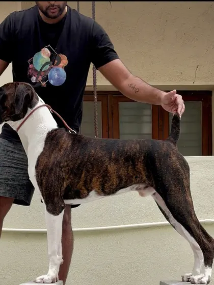 Rocky stands side-on while we position his head and tail, showing the Boxer we call "Rocky the big boy".