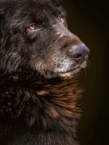 A duplicate of the dramatic indie portrait.