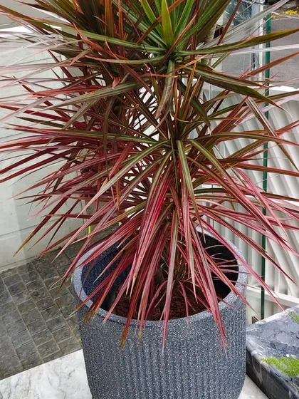 A close-up of the Dracaena marginata, showing its vibrant red and green foliage in a textured grey pot.