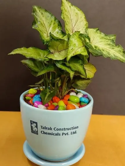 A Syngonium with variegated leaves in a light blue branded pot. The matching saucer is a practical addition for an office desk.