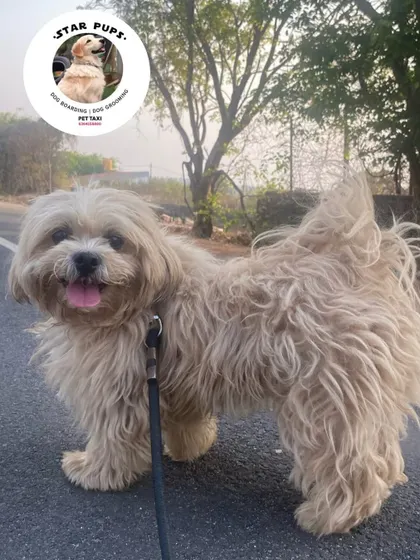 This fluffy friend is ready for a walk. Regular brushing is key for long-haired breeds like this to prevent matting and keep their coat healthy.