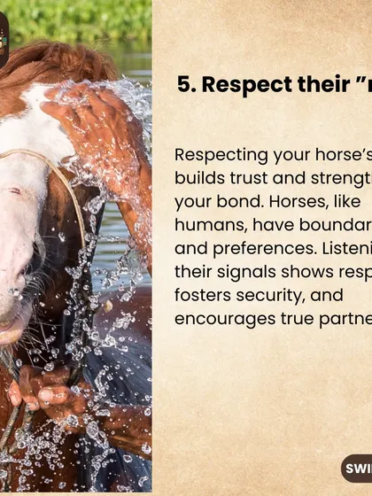 An important part of our philosophy is respecting a horse's "no." Listening to their signals builds trust and strengthens your bond.