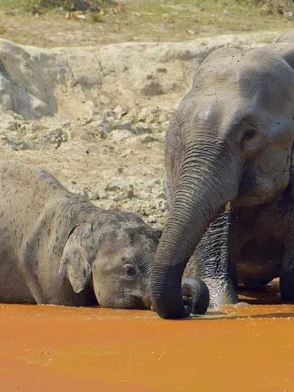 An elephant calf rests its head near its mother in the water. This quiet moment shows the strong, protective bond within an elephant herd.