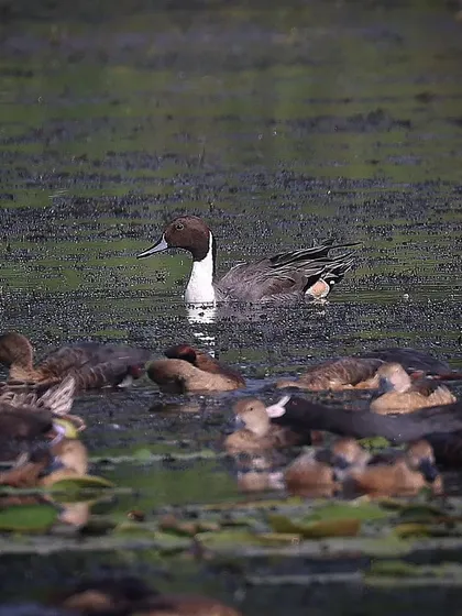 A Northern Pintail male, its distinct plumage making it a standout in the water. This dabbling duck has a huge range, breeding in northern latitudes and wintering almost to the equator.
