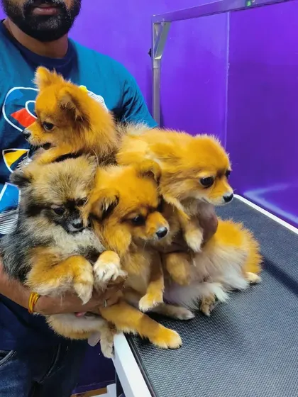 A handful of happiness. Trying to get a group photo of these four adorable Pomeranians.