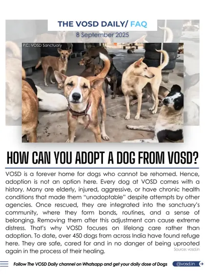 A common question we get is about adoption. VOSD is a forever home for dogs who cannot be rehomed due to health or behavioral issues. Removing them after they've adjusted causes extreme distress, so we focus on lifelong care.