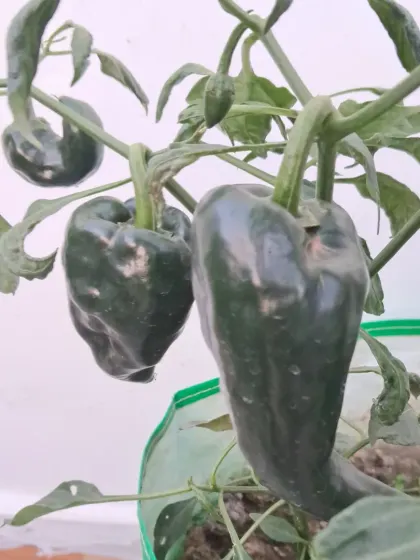 A pair of capsicums growing on the same plant. I can teach you pruning techniques to increase your yield.
