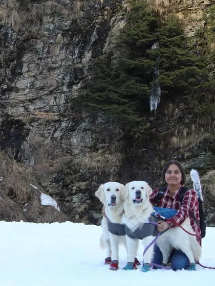 Our first time experiencing heavy snow in Himachal. The dogs are wearing jackets and booties, essential gear for protecting them from the cold and rough terrain.