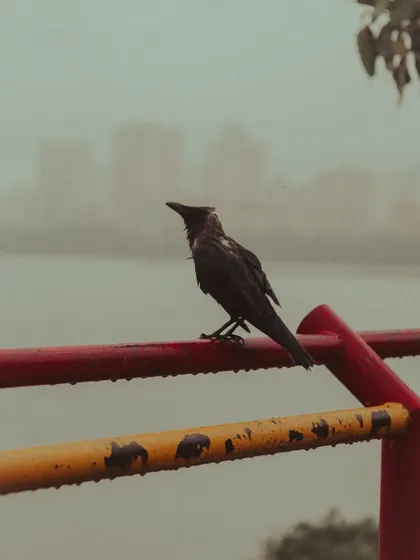 A crow perches on a colourful railing, looking out at the rainy landscape.
