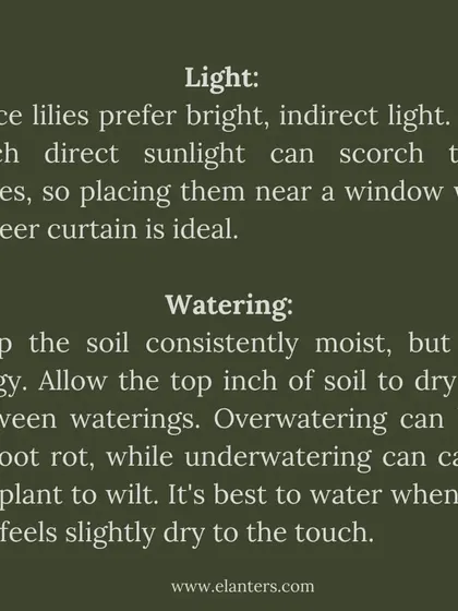Peace Lily Care Part 1: Light and Watering. They prefer bright, indirect light and consistently moist, but not soggy, soil. Let the top inch of soil dry out before watering again.