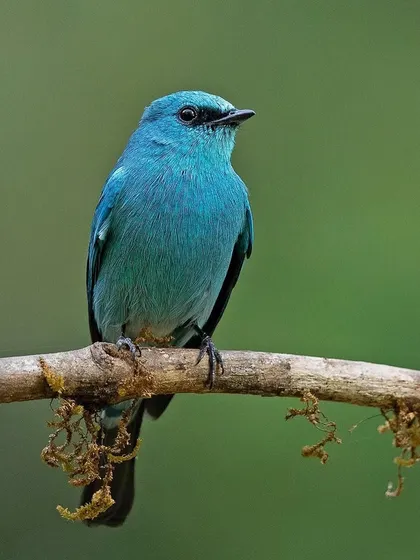 A Verditer Flycatcher, known for its stunning turquoise plumage.